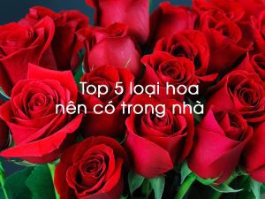 Top 5 loại hoa nên có trong nhà