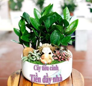 Cây May Mắn Trồng Trong Nhà